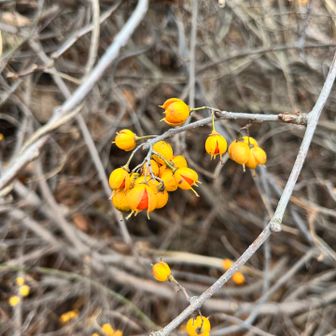 なんの実かな？
黄色が目立ちます💛

教えて頂きました
ツルウメモドキのようです
🙏✨