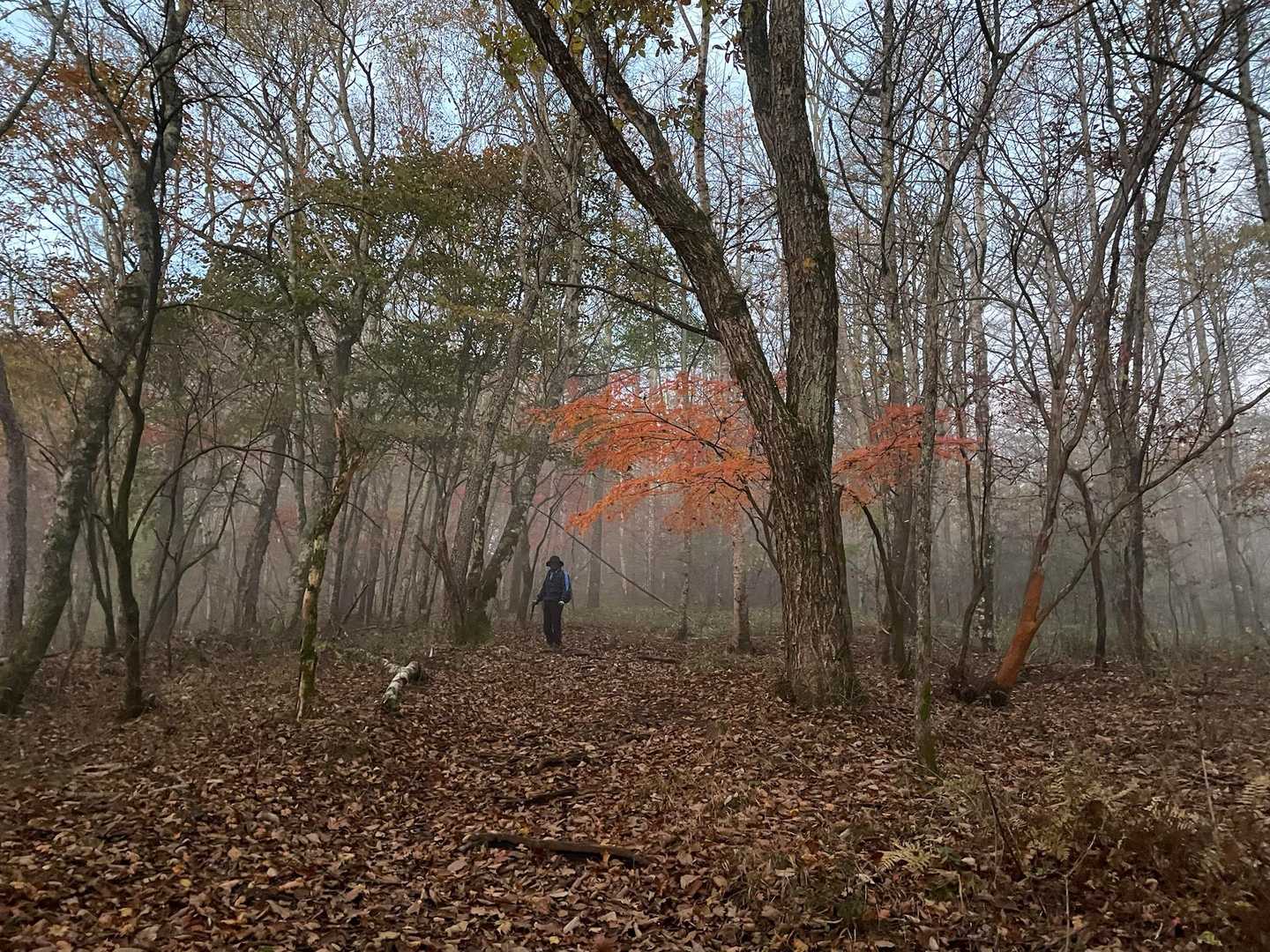 向かう方は朝霧と暫く続くなだらかな道にほんのり紅葉