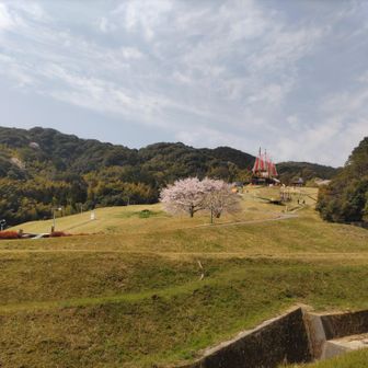 今日はどこも桜が満開
