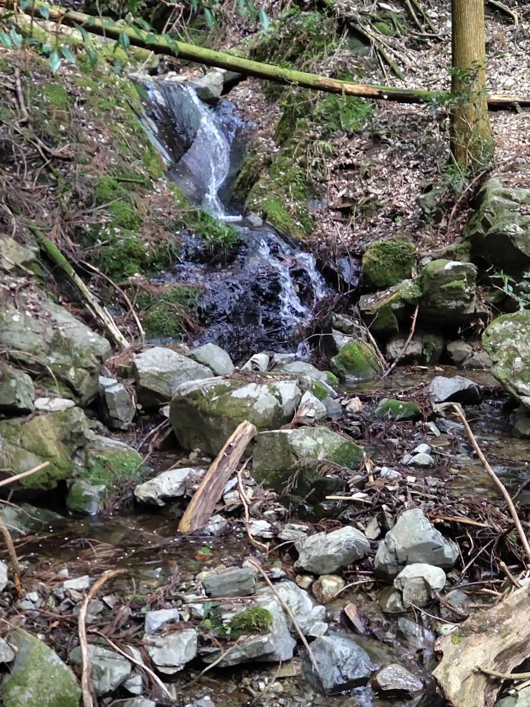沢沿いの林道を歩きました。
