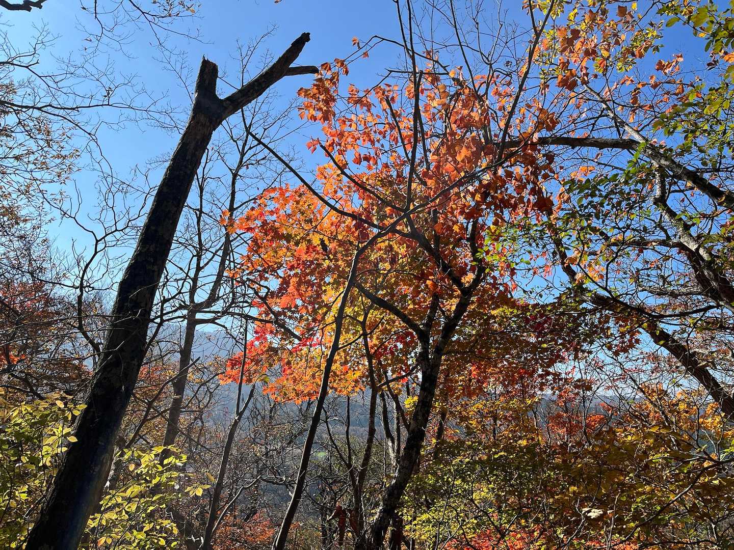 🍁