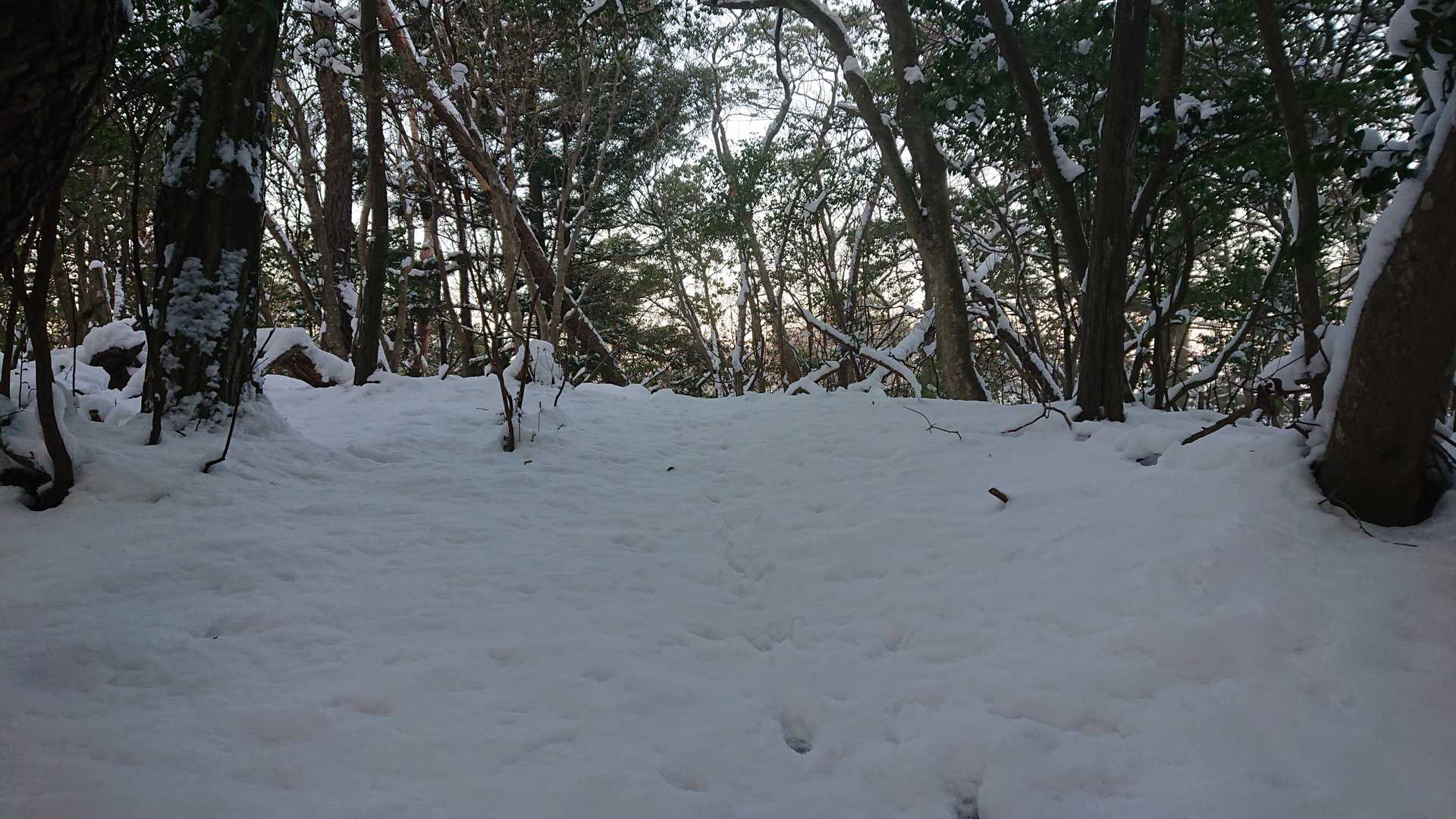 獣も歩きやすい道を使うんやなぁ～と知る🤔
パウダーやで🏂️