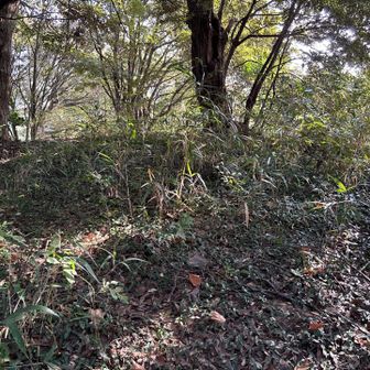 白鳥山山頂付近