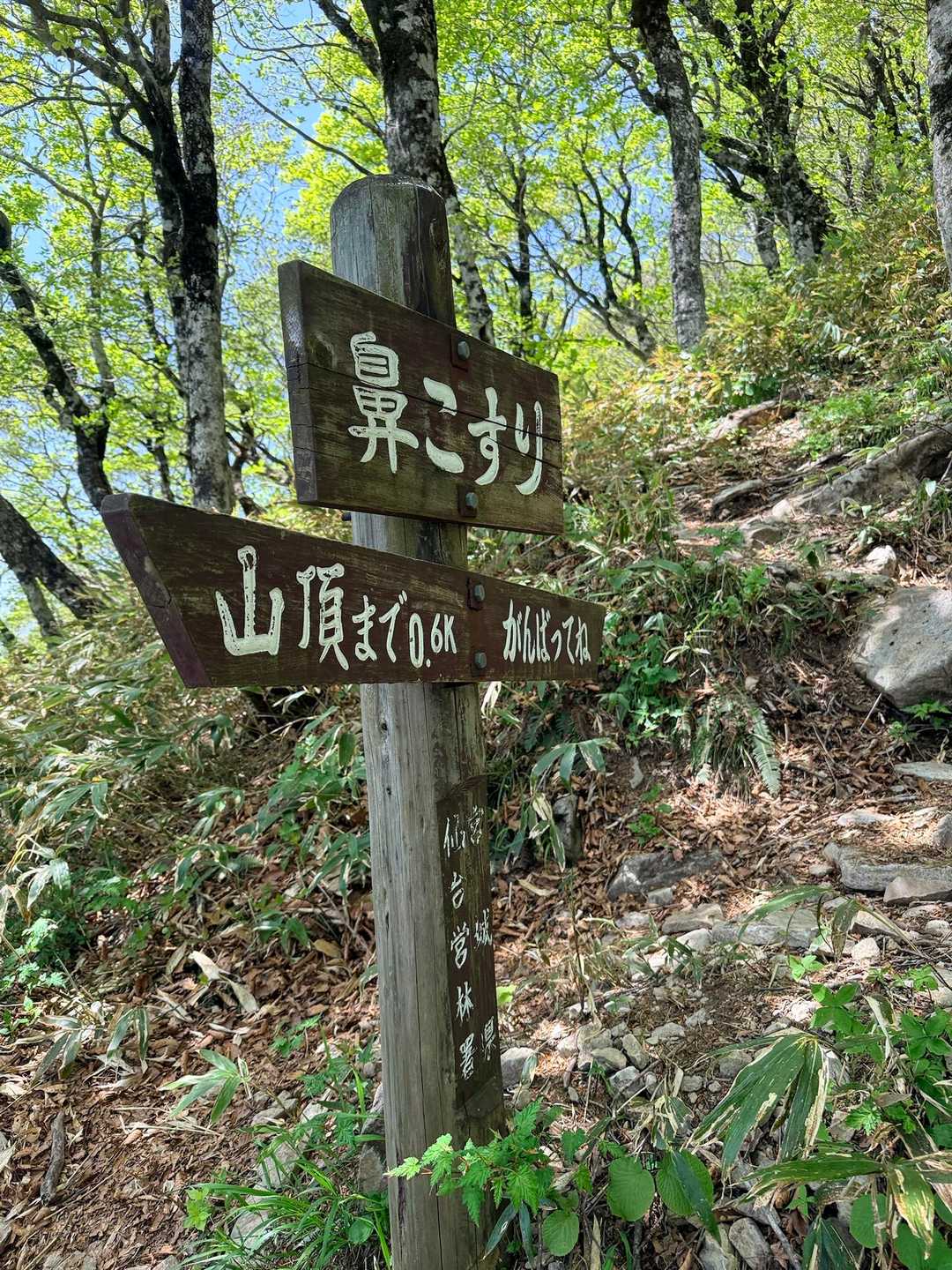 大東岳 往復コースの写真