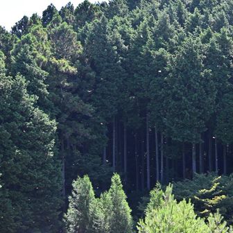 トンボがめっちゃ飛んでます