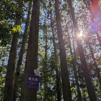 奥天拝山頂🎶
展望はないですが山の中の心地良さです
