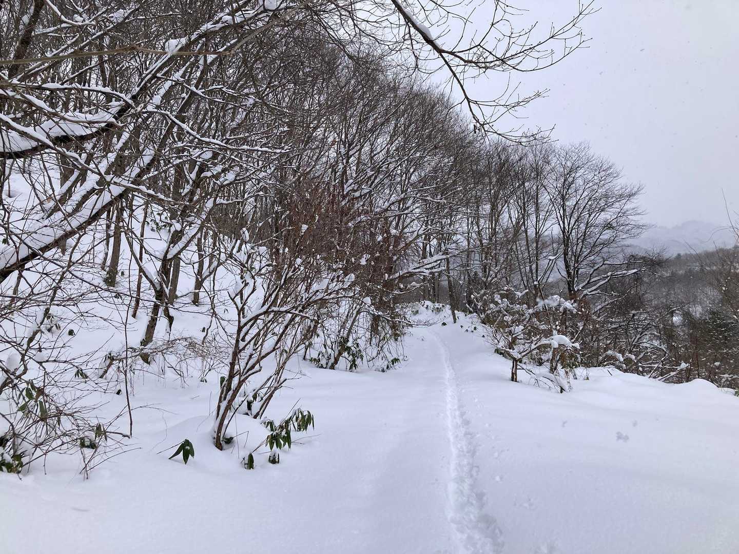 妙見山 周回コースの写真