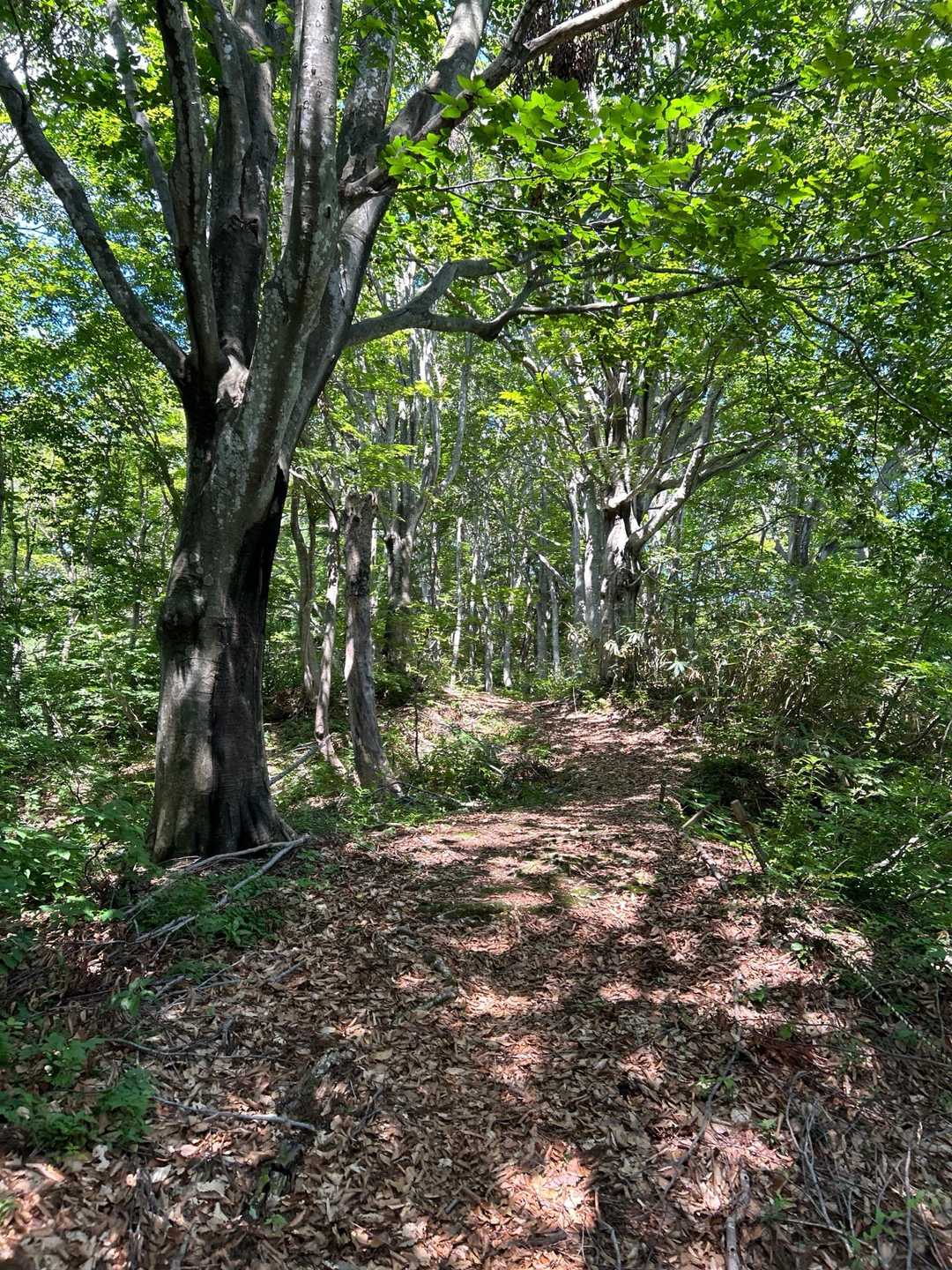八石山 往復コースの写真