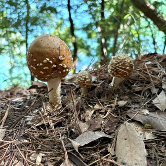 登山口でまずお出迎えしてくれたのはこの子