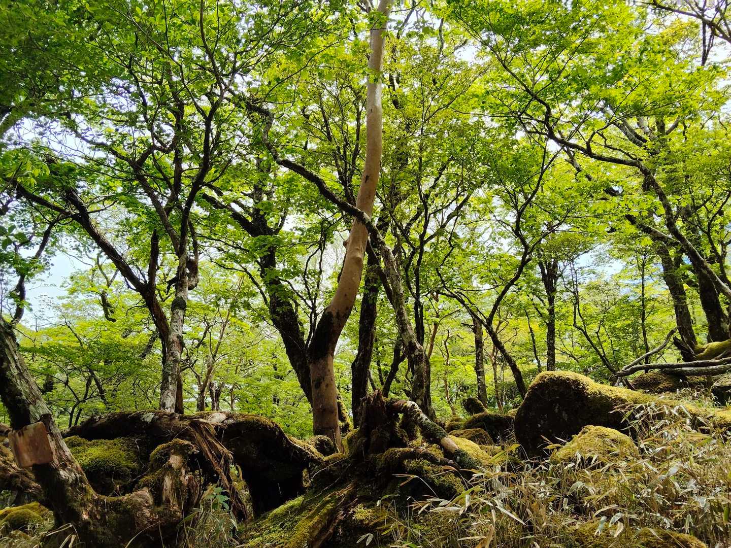 新緑と苔で目に優しい〜🌳