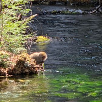 あっちの猿はなかなか要領がいい
足場良くて手が届くちゃんと陣取ってる