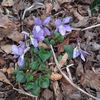 タチツボスミレ