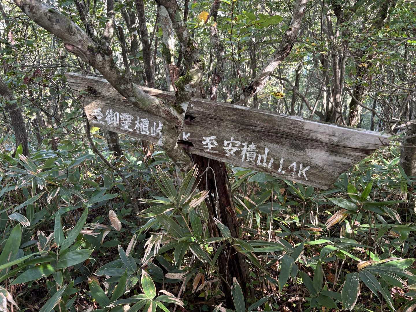 今日は草刈りに来ましたよ