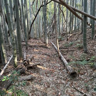 何と無く道がある。