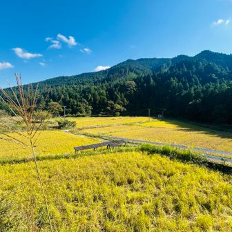 田んぼが綺麗。