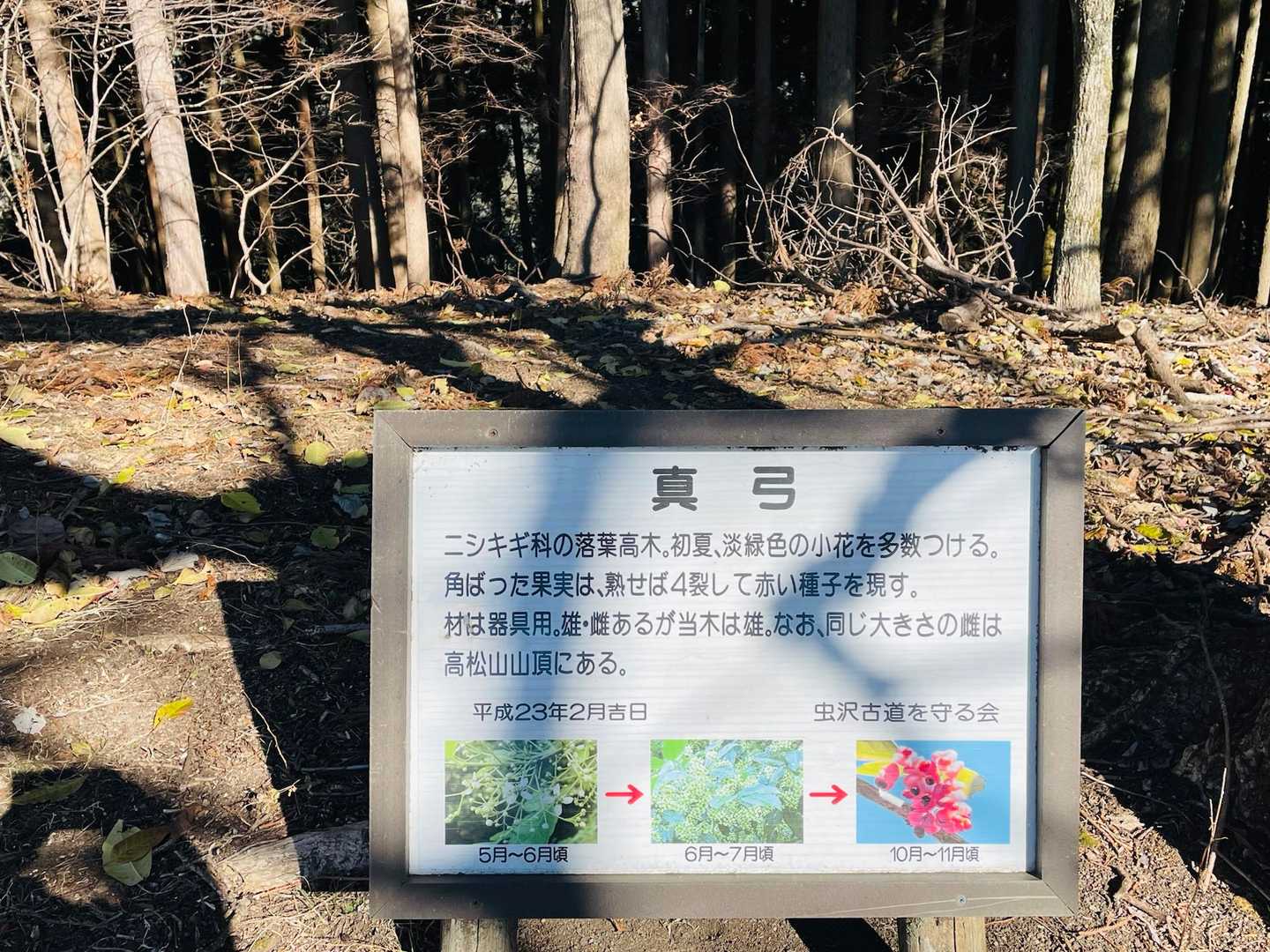 真弓ニシキギ科　雄，雌があるんですね
雌木は高松山山頂にあるんだ〜🤔