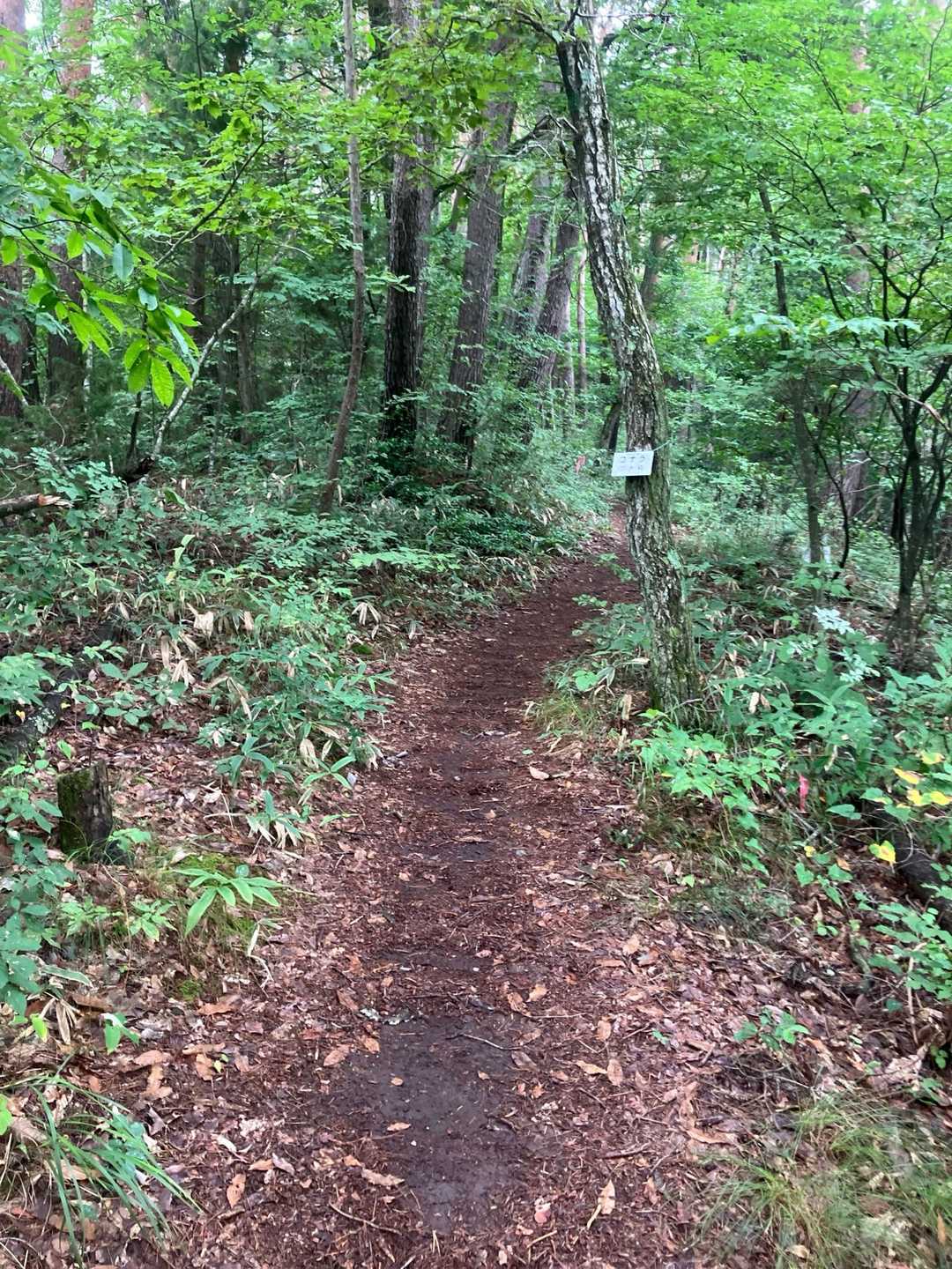 緩やかな登山道で助かりました。
