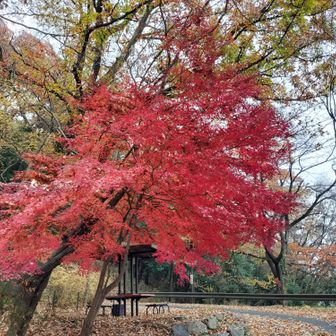 🍁七曲坂
勾配きつくて歩いてますw