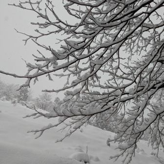 やっと雪国らしく❄️

昨日から
50センチは積もったかなー