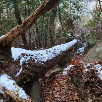 山頂まで倒木が2箇所ありました。
この辺から残雪が少しづつ増えて参ります。
