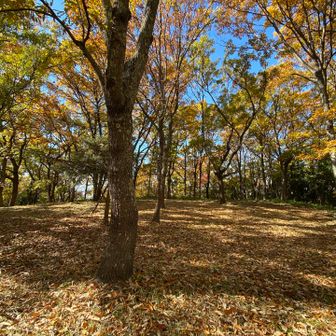 丸山到着⛰️
景観は無いけど広々した山頂広場⚾️