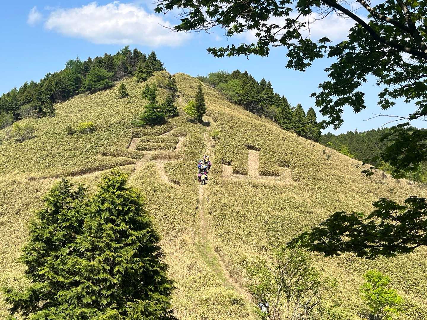刈込みきれい泉山🤩