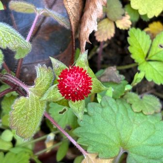 可愛いヤブヘビイチゴ🍓