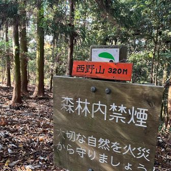 グレーから戻ってすぐに西野山山頂です。
この辺りは🐻情報ありの場所⚠️ いつでも対処できるように注意しながら歩きました。 