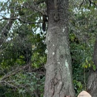 慌ててスマホを取り出すも…あまりに素早い！
かろうじてとらえたリスの姿🐿️