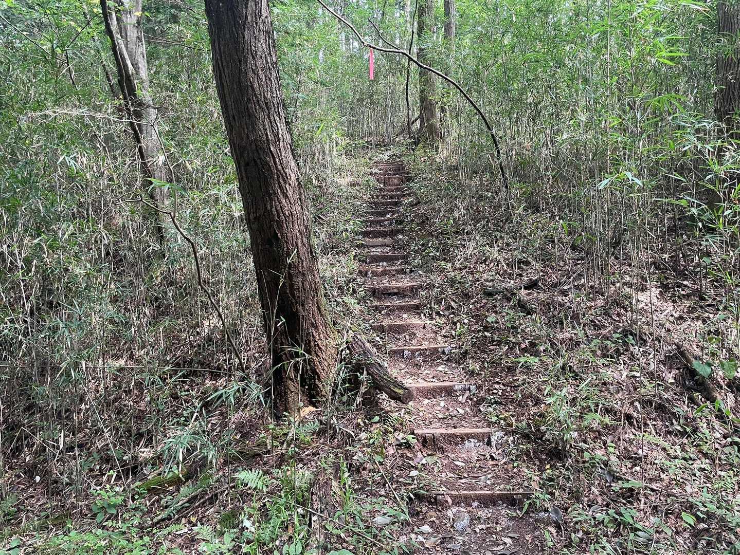 階段登りましてー