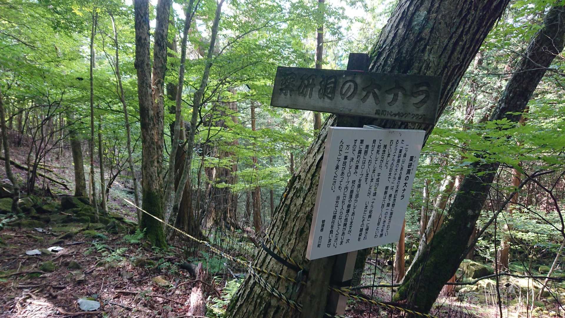 帰りは周回ルート🚶樹齢600年の大ナラだけど枯れちゃったそーです😩