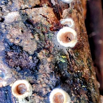 コチャダイゴケ