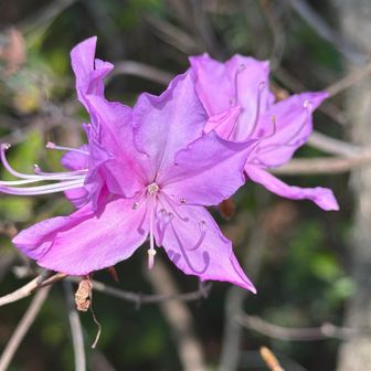 ミツバツツジ、鮮やか🤩