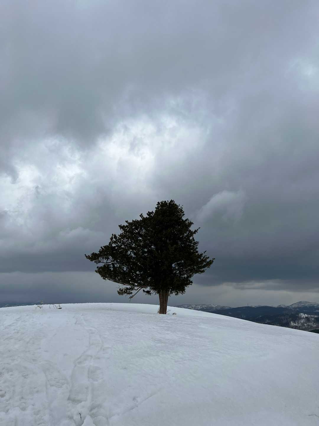 頂上には1本だけおんこの木🌳
目立ちます