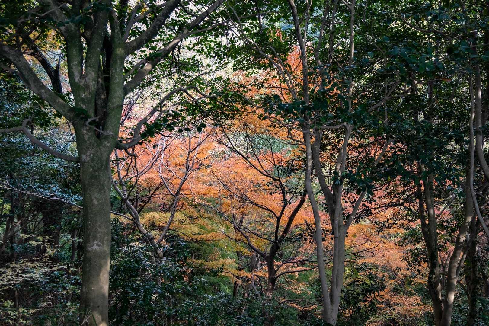 JR元町駅-地下鉄　県庁前駅-諏訪神社参道-堂徳山-城山- 縦走コースの写真