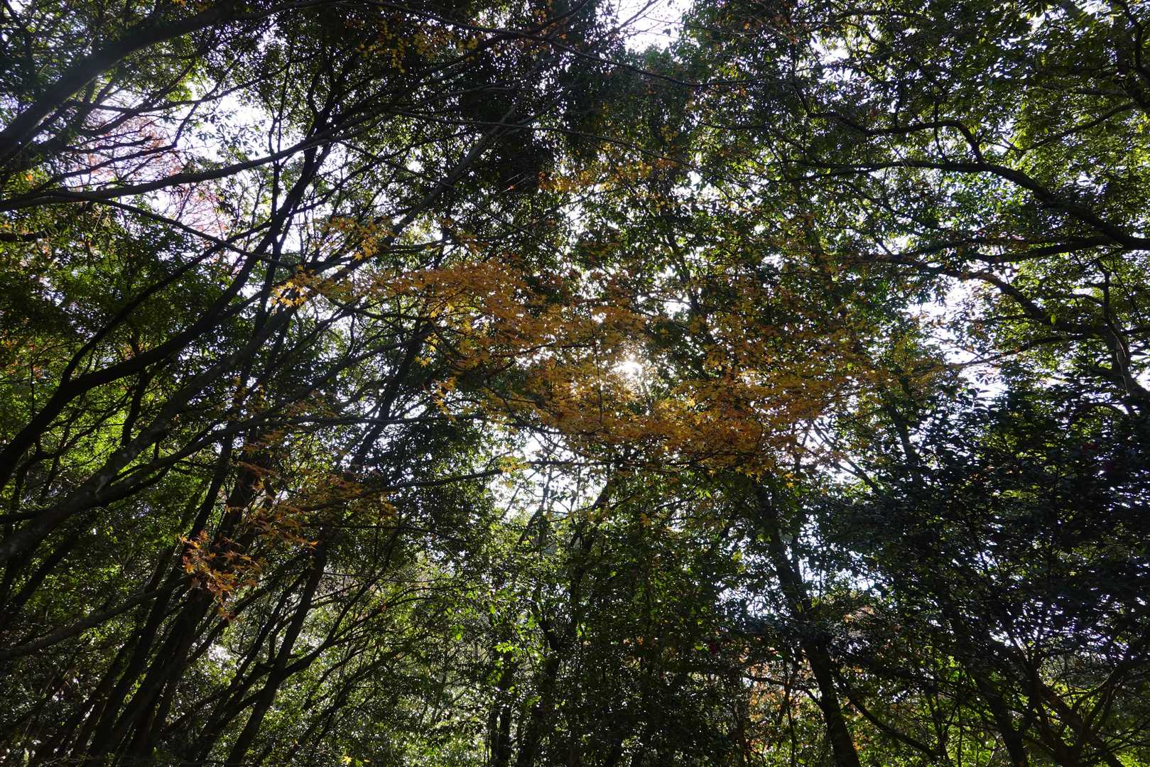 丸山キャンプ場登山口-丸山 周回コースの写真