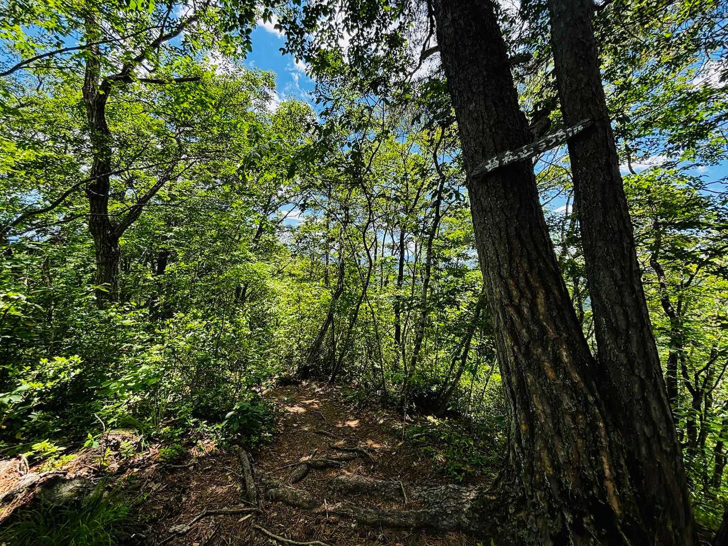 富神山 往復コースの写真