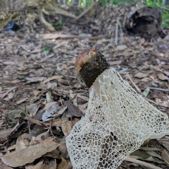 わわー🫡🧐😳
ビックキヌガサタケ🍄が早くもスカート姿で現れてます。

♡早朝一番乗りのフォロワーさんが救済処理をしてる為
高雄寺場所最後のビックキヌガサタケ🍄が観察出来ました♡⁠(⁠Ӧ⁠ｖ⁠Ӧ⁠｡⁠)