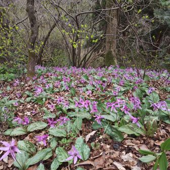 西蒲三山の中では剣ヶ峰が一番の群生ポイントかと思います🟣