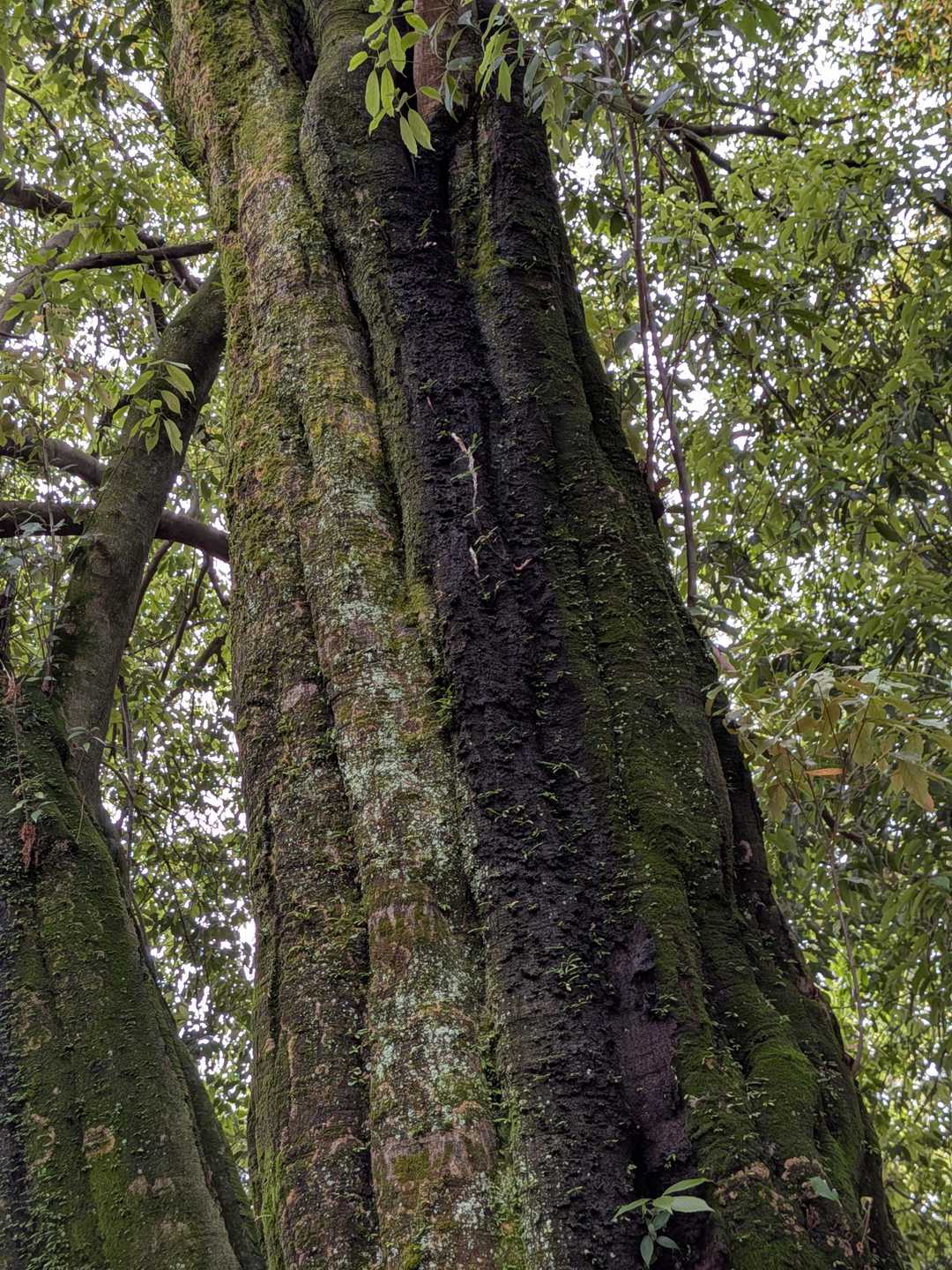🌳太く立派な幹です。
(相方からのいただき写真🙏)