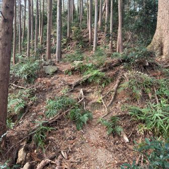 奥武蔵あるある😱
急登からの急降下⤵️
急降下からの急登⤴️
無限ループ♾️