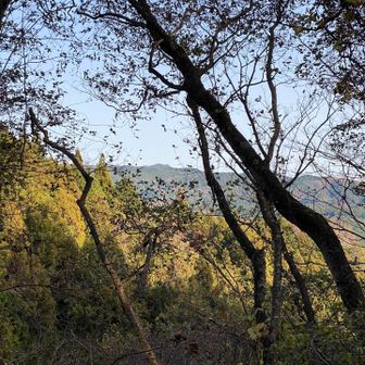 帰路、木立の隙間から、竪破山（たつわれさん）がちらり。