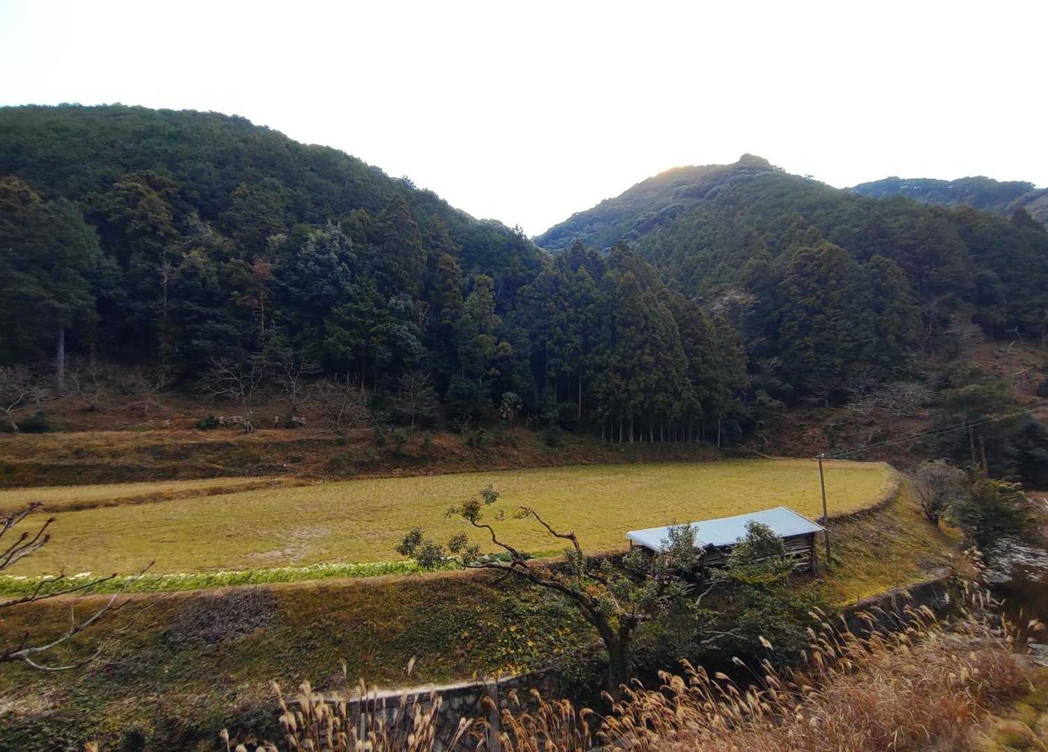 半月？まあるい田んぼ🌾