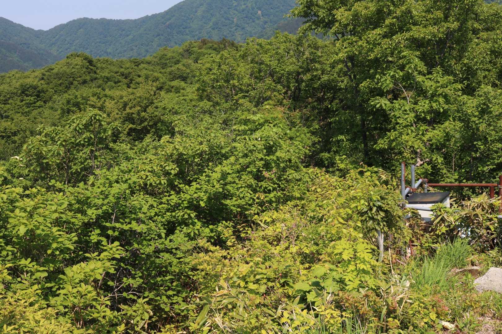 二王山への道は藪だらけ😅
ちょっと行って引き返しました