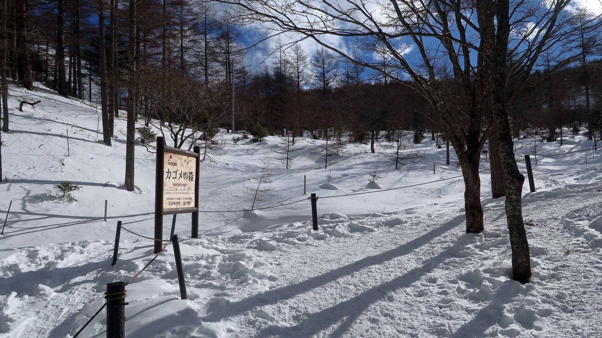 カゴメの森は入れない