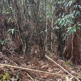 南ムカイ山への入口は不明瞭ですが