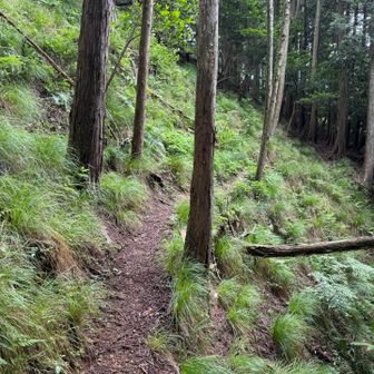 道標通り、狭い道がしばらく