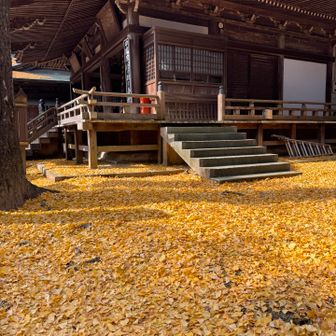 太龍寺
ここの大銀杏は有名銀杏が落ちるまで掃除はしまん。今日がギリだったかも〜
