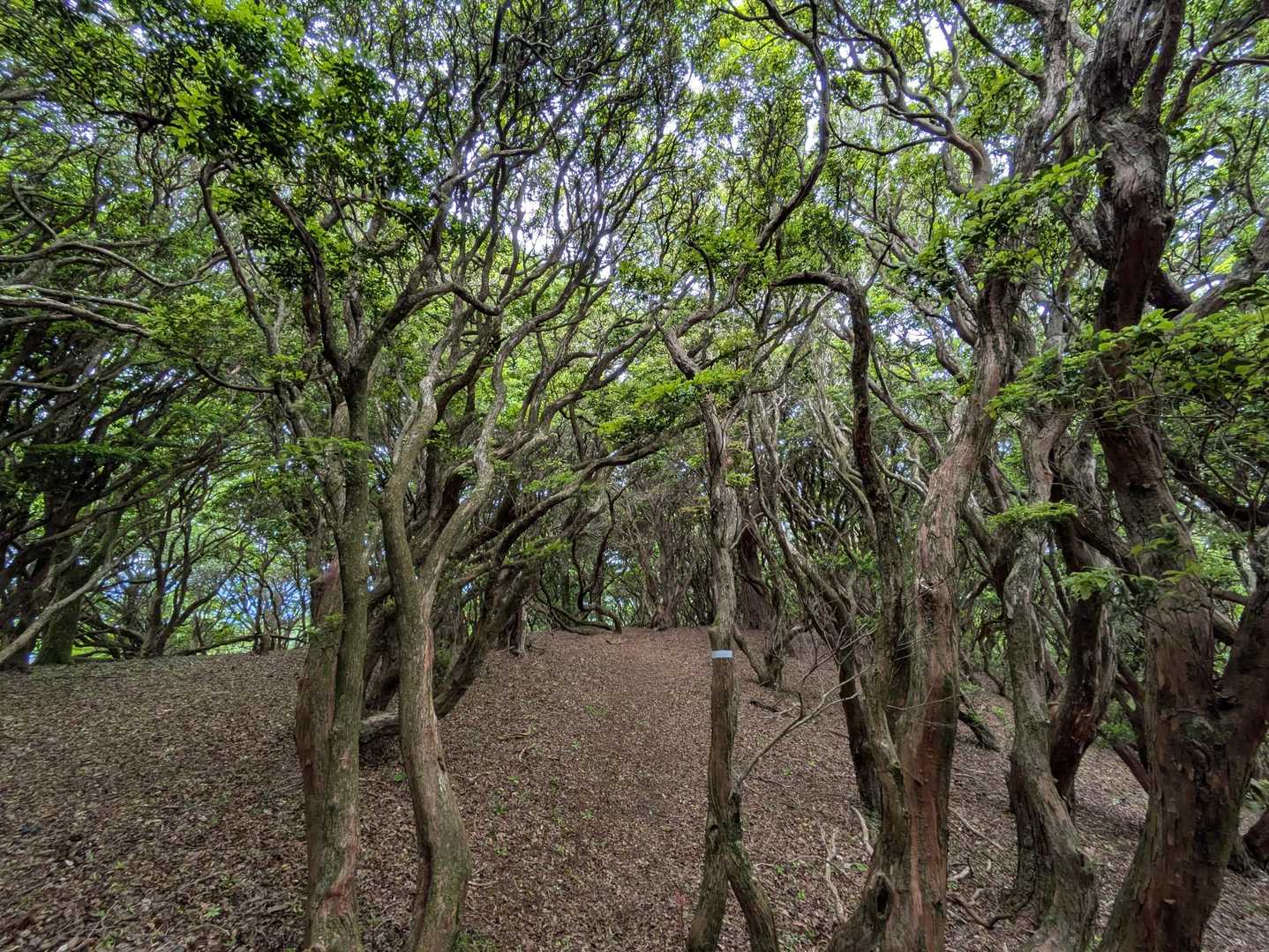 馬酔木だけの森🌳は初めて😱