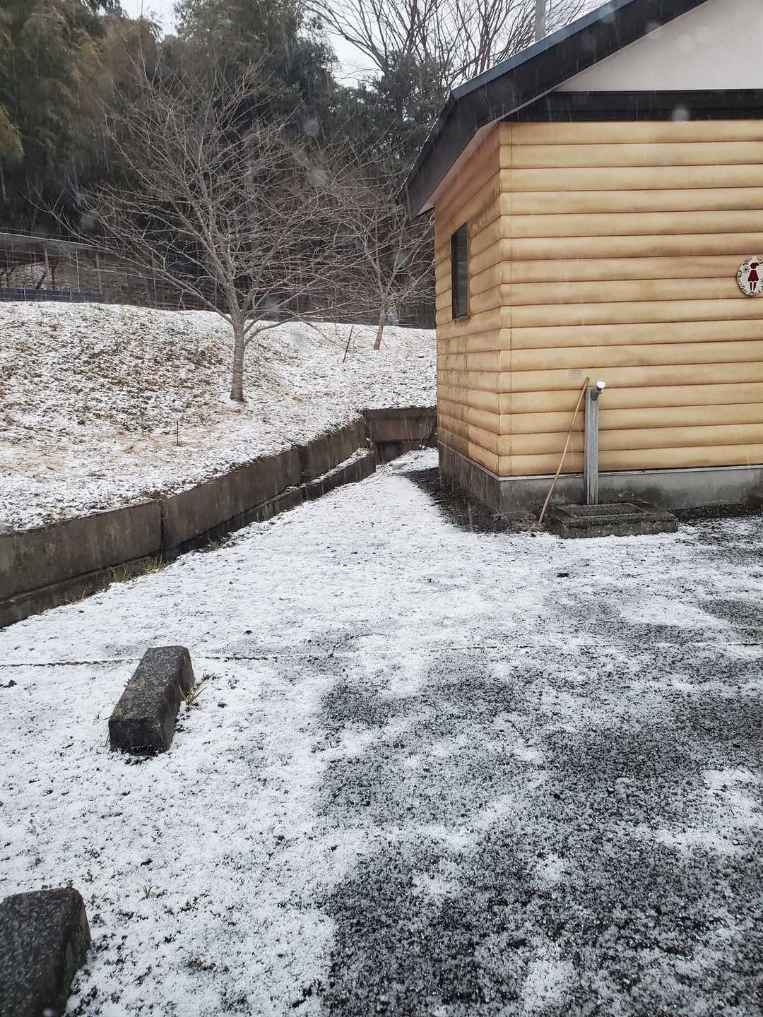 久しぶりの雪！